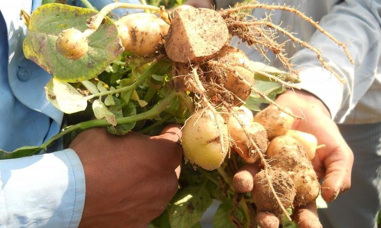 Apart from pesticides, toxic colours and hormones like oxytocin are also being used indiscriminately to ripen vegetables and fruits. (Image: India Water Portal)