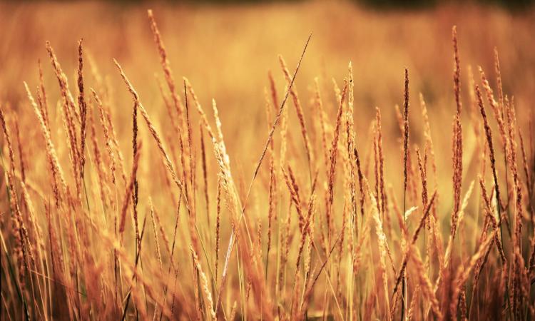 As India continues in its nutrition transition, people currently consuming the rice and low diversity pattern will be likely to adopt more diverse diets (Image: Senthil T S K, Wikimedia Commons)