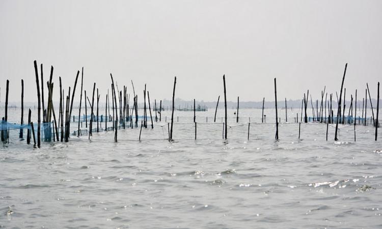 A shrimp farm. (Source: India Water Portal)