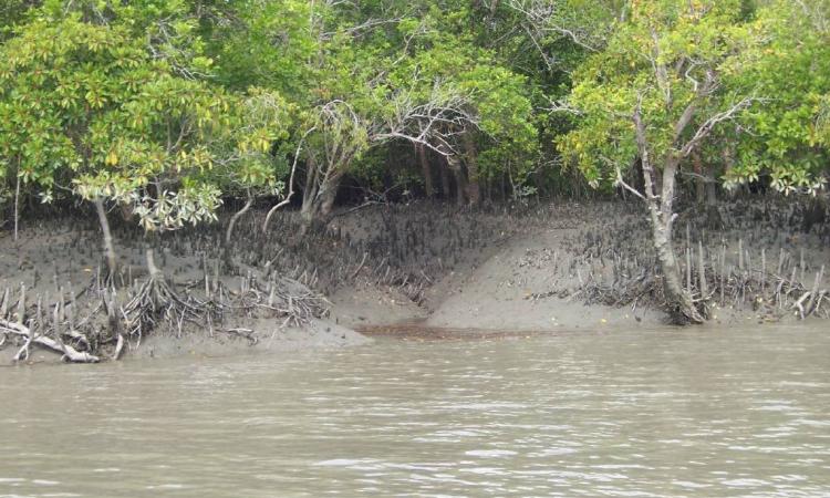 Sundarban mangrove (Source: Wikimedia Commons)