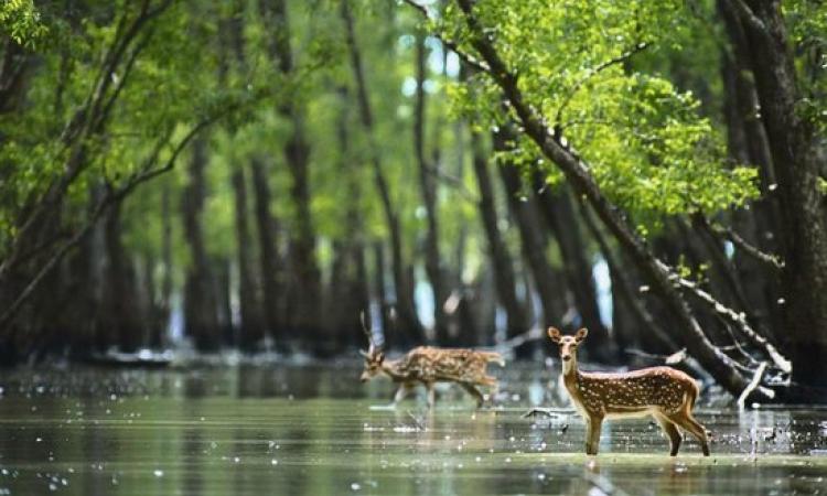 The mangrove forests of the Sundarbans are the biggest barriers against cyclones from the Bay of Bengal. Source: Laskar Sarowar/Wikimedia Commons