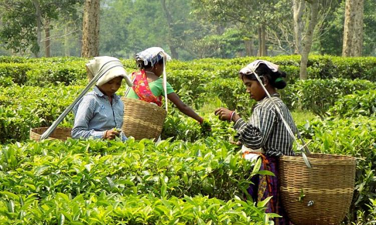 Women workers at a tea plantation in Assam (Image Source: Wikimedia Commons)