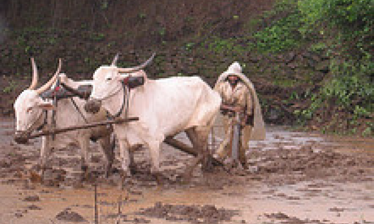 Traditional farming techniques