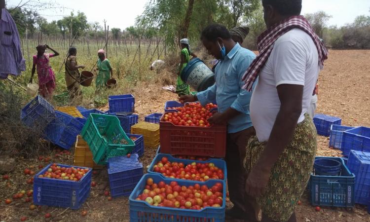 In the light of disrupted food supply systems, especially for fresh produce, the village institution arranged for harvesting and sale of produce. (Image: FES)