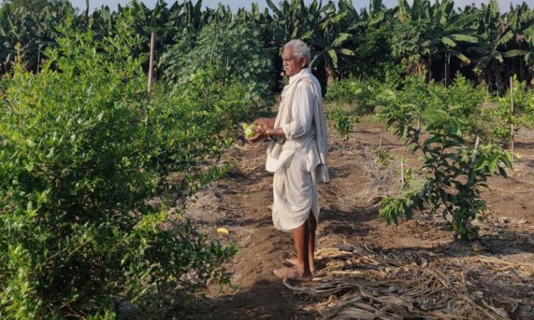 Alternative agriculture practice called zero-budget natural farming being popularised in Andhra Pradesh by Rythu Sadhikara Samstha, Government of Andhra Pradesh (Image: Council on Energy, Environment and Water) 